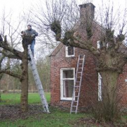 Restauratie oude boom